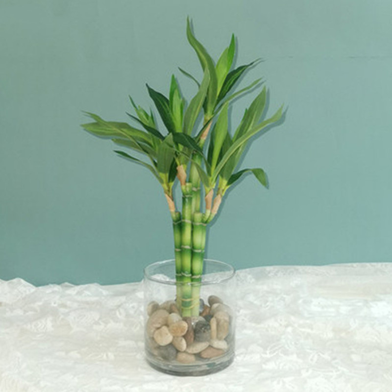 Nieuwe 40cm kunstmatige geluks - Aquarium Plants Book recensie en prijs