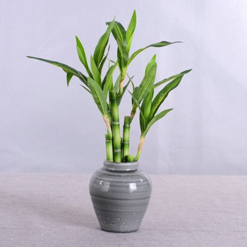 Nieuwe 40cm kunstmatige geluks - Aquarium Plants Book recensie en prijs