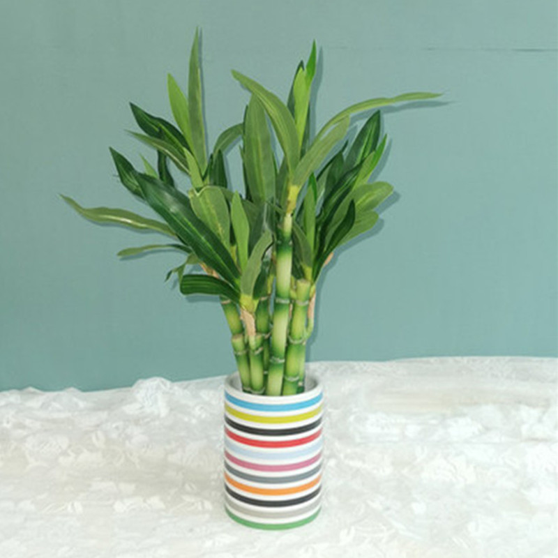 Nieuwe 40cm kunstmatige geluks - Aquarium Plants Book recensie en prijs