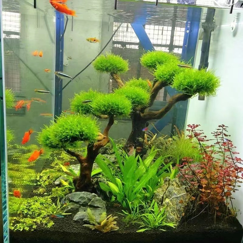 Aquarium groenheid houten fram - Aquarium Planted Tree recensie en prijs