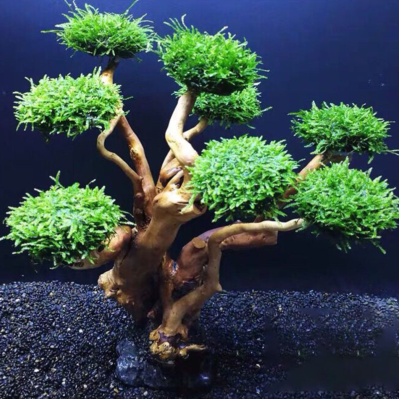 Aquarium groenheid houten fram - Aquarium Planted Tree recensie en prijs