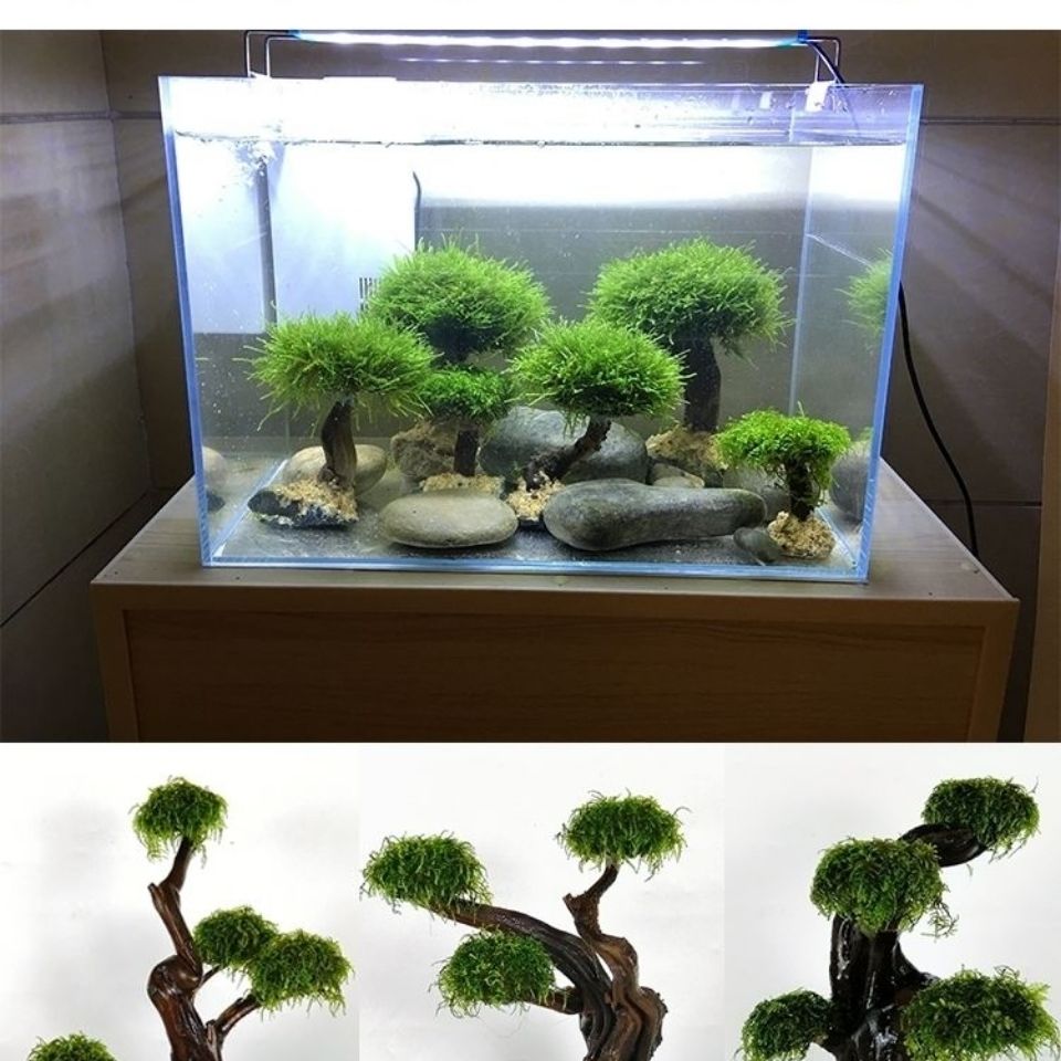 Aquarium groenheid houten fram - Aquarium Planted Tree recensie en prijs